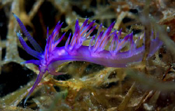 60mm Macro, Nikon D80, Subal Housing by Andy Kutsch 